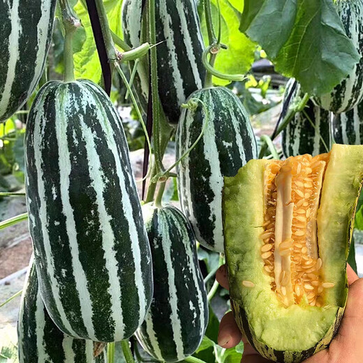 Bomei No. 9 croissant honey melon seeds Boyang 9 flower skin green flesh thin skin sweet crispy balcony potted melon seeds 20 capsules Bomei No. 9 original, super high quality