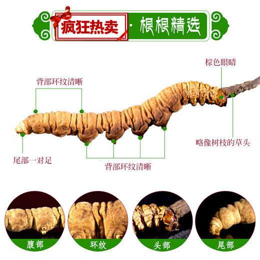 雄风道藏区雪域冬虫夏草 2根/克正宗虫草无断草礼盒装10根起拍