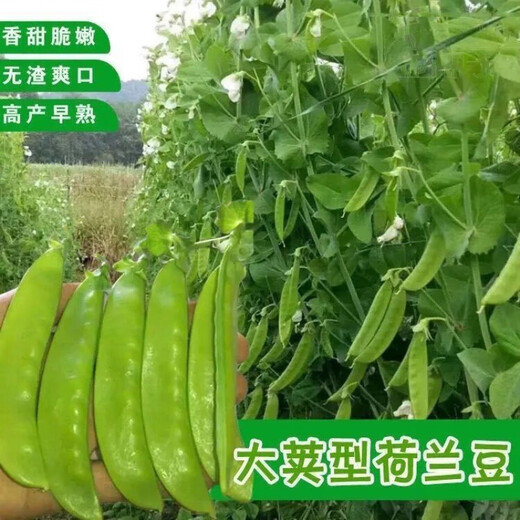 甜脆荷兰豆种子菜豌豆双花双夹耐寒农家自种秋冬季豆角菜种子 荷 荷兰豆种子[今年新种 #9898颗颗新种子--100粒