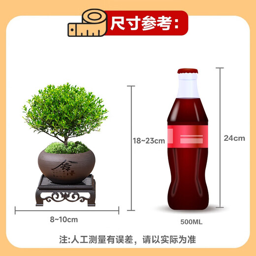 Когда плоды цветут, мелколистной красный бонсай нанму, китайское растение дзен, золотой бонсай нанму, старое зеленое растение на столе в офисе, фиолетовый горшок с песком + мох + основа