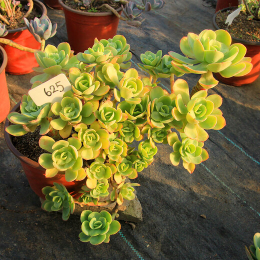 Envoyer une cavalerie Chun Bi Tao, une plante de pot amusante pour plusieurs pots, un coup de plantes succulentes, des tas entiers sans coupe, pas de coupures, pas de coupures, pas de coupures, pas de coupures, pas de coupures, pas de coupures, pas de coupures, pas de coupures, pas de coupe