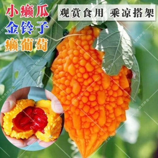 Small Seed Melon Seeds, Fruit Lai Grapes, Ley Grapes, Golden Bells, Small Ley Melons, Small Bitter Melon Vegetable Seeds, Four Seasons, Seed Melon Seeds, 20 capsules, simple package, free fertilizer