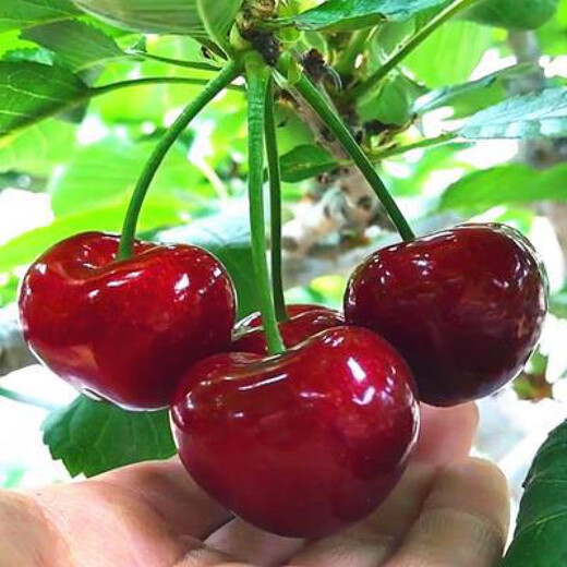 Yimi bamboo cherry saplings are planted in the south and north, grafted dwarf cherry trees, garden cherry saplings bear fruit in the current year, and the 8-year-old seedling package survives. Remarks varieties