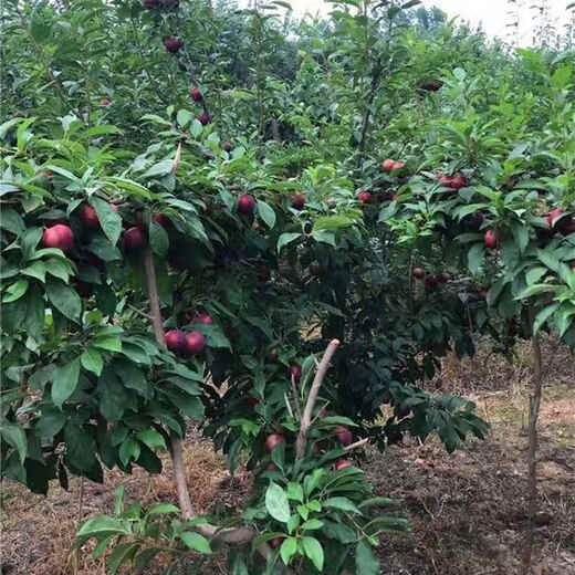 Yimi Bamboo cherry plum saplings cherry and plum combined cherry saplings and plum saplings planted in the south and north potted plants eight years old seedlings one plant full of results