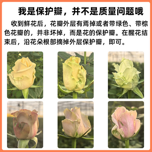 Jingdong Flowers Baixueshan Rose 10 Ruyi Base Fresh-cut Flowers Water-raised Flower Arrangement Lifestyle Bouquet Gifts Straight from the Source
