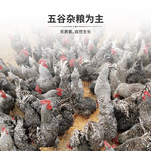 Saimo Fresh Wen Shang Luhua Pollo Raised Raised Chicken Hens ahora Mata los días de confinamiento de sopa de sopa fresca y corriendo la caja de regalo Rooster Tipo 698 Dos gallos (diez meses)