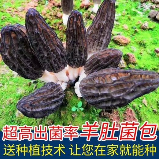 羊肚菌菌种不出包赔高产母种蘑菇菌种速产食用菌菌种阳台盆栽种植 羊肚菌菌种【高产】 【677粒】菌种+种植说明