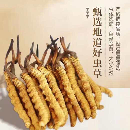 Auténtico cordyceps Cordyceps Cordyceps Cordyceps Caja de regalo Goods Dry Goods para novelas y productos secos para la salud para Nagqu, Tíbet 30 cajas de regalo (dos piezas por gramo)