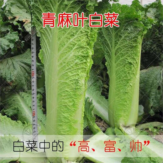
Tianjin Daqingheat Green Leaf Cabbage Seeds, Autumn vegetables with high yield and disease resistance, Chinese cabbage seeds, high tubes, old cabbage, new seeds, Tianjin Qingheat Leaf Seeds [Recommended] Selected 10 packs, about 15,888 pills