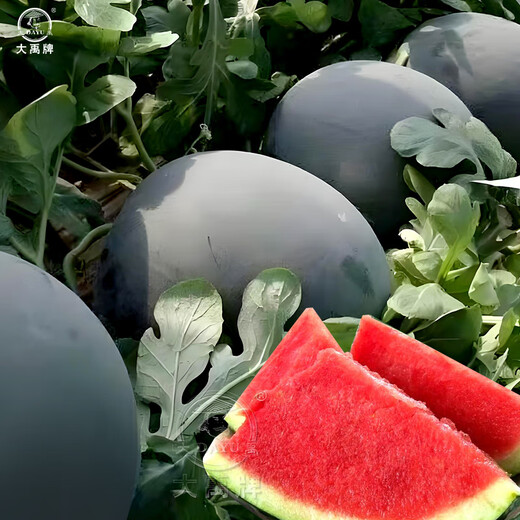 Dayu Lazy Man Watermelon Seed Seedlings Extra Large Suitable for Early Maturing Lazy People in the South 8424 Kirin Melon Meidu Seedless Fruits and Vegetables Black Skin Seedless Watermelon Seeds 20 + Pollination Seeds
