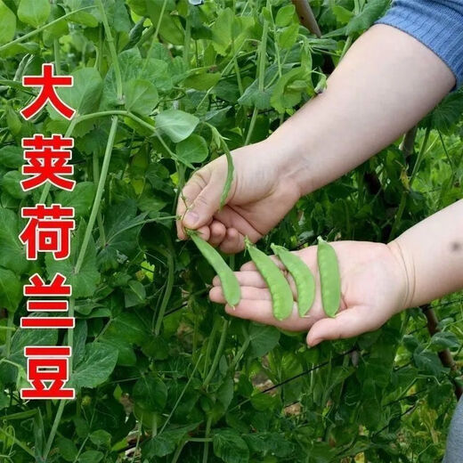 甜脆荷兰豆种子菜豌豆双花双夹耐寒农家自种秋冬季豆角菜种子 荷 荷兰豆种子[今年新种 #9898颗颗新种子--100粒