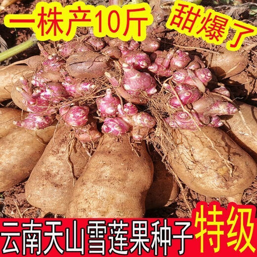 Yunnan Snow Lotus Seedlings Seedlings Seed Planting Fruit Seeds Bulb Seedlings Yellow Heart Fresh Base High Yield Soil 2Jin Jin is equal to 0.5kg (divided into 8 to 15 plants for planting)