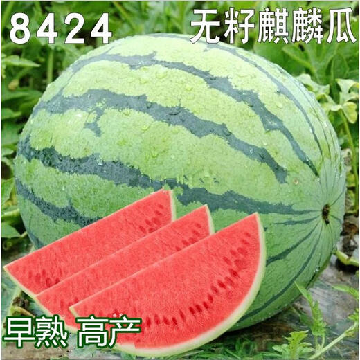 8424 Kirin seedless watermelon seeds extra large high yield giant sweet king southern small four seasons vegetable and fruit seeds 8424 Kirin melon 240 capsules