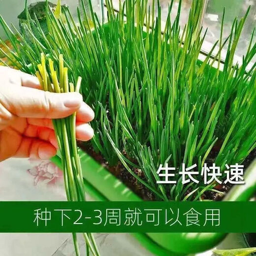 Spring vegetables, heat-resistant and cold-resistant four-season chive seeds, easy to grow potted vegetable and fruit seeds. Four-season chive seeds, easy to plant, soaked in soil to germinate, can be planted in all seasons, original selection, 1 pack, about 800 seeds
