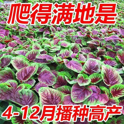 Red amaranth seeds with large leaves and large round leaves for sowing in all seasons, large round leaf amaranth vegetable seeds for balcony potted wild rape seeds, special heat resistance, large round leaves, red amaranth seeds, new seeds this year | about 500 seeds