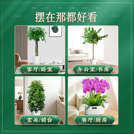 爱优尚【提货券】688任选三件绿植花卉盆栽乔迁开业送礼除甲醛源头直发