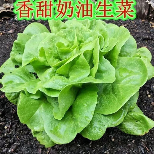 奶油生菜新鲜蔬菜叶菜类生菜生吃凉拌甜脆多汁沙拉 ()奶油生菜-籽籽2包【3888粒】