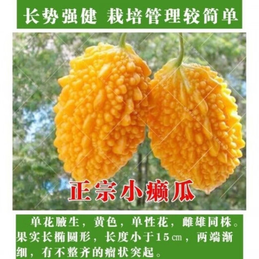 Small Seed Melon Seeds, Fruit Lai Grapes, Ley Grapes, Golden Bells, Small Ley Melons, Small Bitter Melon Vegetable Seeds, Four Seasons, Seed Melon Seeds, 20 capsules, simple package, free fertilizer