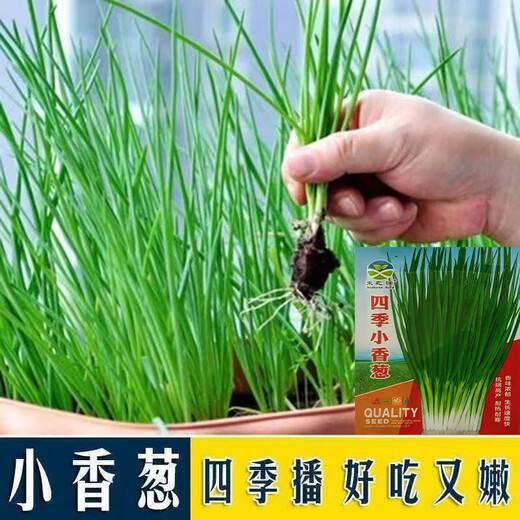 Spring vegetables, heat-resistant and cold-resistant four-season chive seeds, easy to grow potted vegetable and fruit seeds. Four-season chive seeds, easy to plant, soaked in soil to germinate, can be planted in all seasons, original selection, 1 pack, about 800 seeds