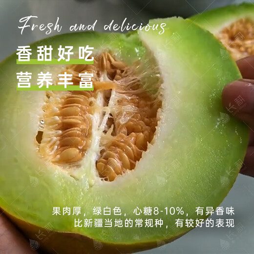 Long-cultivation Qiligan Xinjiang Laohan Melon Seeds Super Sweet Hami Melon Seeds Spring and Autumn Only Suitable for Northwest Specialty Fruit Seeds (10g x 2 Packs) Qiligan Musk Melon Seeds (Thick Skin)