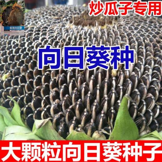 Large edible sunflower seeds melon seeds large plump sunflower seeds edible sunflower seeds promotion buy 1 get 1 free 2 packs 52 capsules