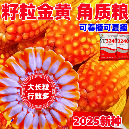 2025 national-approved corn seeds with stable yield, short stems, large stems, disease resistance, insect resistance, lodging resistance, mature live stems, abundant land and affordable, 22,000 grains in 5 acres of land, large growers