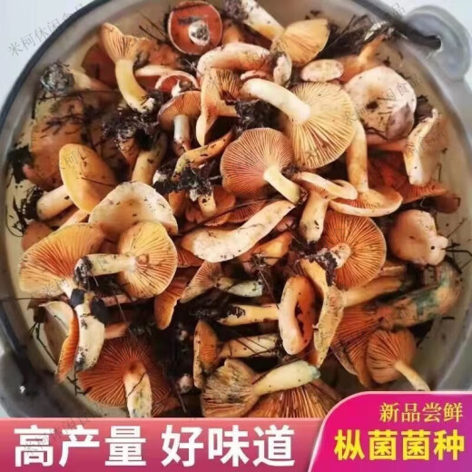 食怀松树菌野生乌枞菌黄枞菌菌种子菌包居家培植松树菌菌种家种枞树菌 精品优质乌枞菌种【出菇】 1289克【长菌十次】山林农田专属