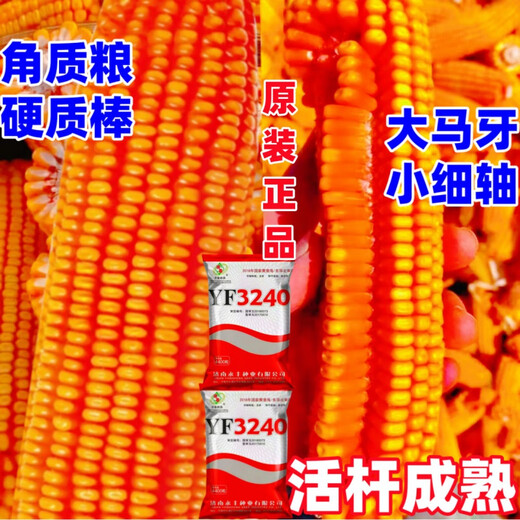 2025 national-approved corn seeds with stable yield, short stems, large stems, disease resistance, insect resistance, lodging resistance, mature live stems, abundant land and affordable, 22,000 grains in 5 acres of land, large growers