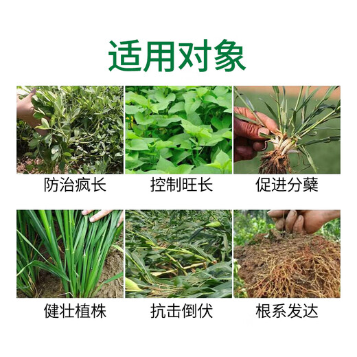 Guoguang Dwarf Show Package, Lawn, Hedge, Flowers, Sweet Potato, Peanut, Corn, Growth Regulator for Controlling Leggy and Stout Plants