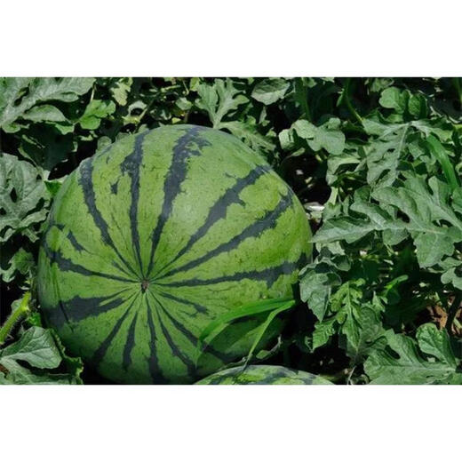 Shilei 511 watermelon seeds, spring super sweet, few seeds, thin skin, crack-resistant, four-season sowing base, original watermelon seeds, 100 seeds trial planting pack