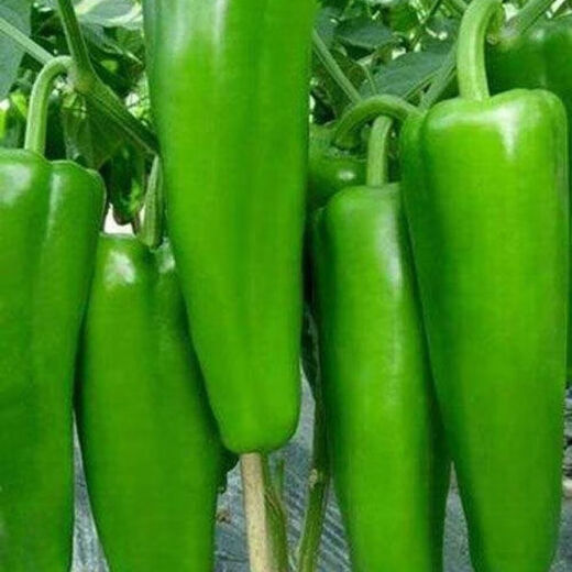 Spicy pepper seeds, golden screw green pepper, pig intestine pepper seeds, garden field balcony potted vegetable seeds, new horn pepper, slightly spicy, about 300 capsules 1 pack