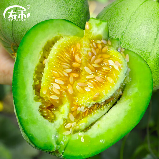 Shouhe Green Skin Melon Seeds Large Whole Melon Lvbao Melon Seeds 50 capsules/bag