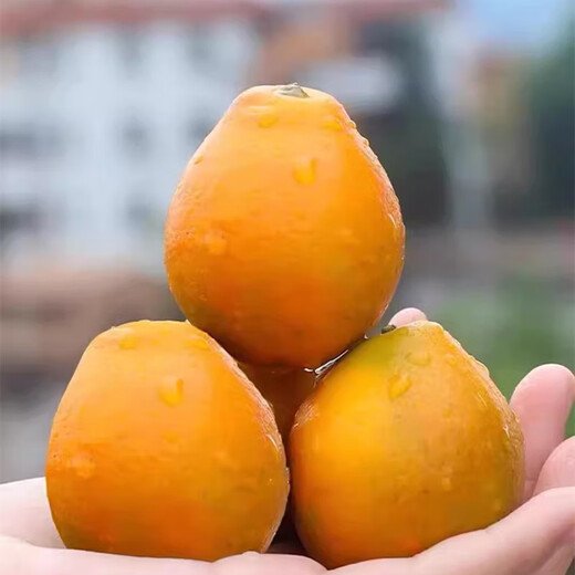 京地达广西融安金桔三代脆蜜金桔净重5斤金柑单果约17g水果源头直发包邮