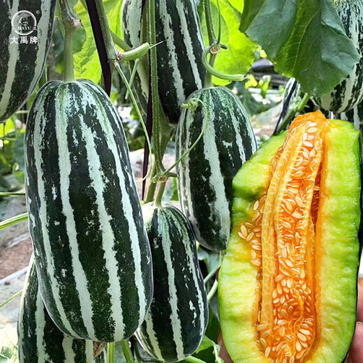 Dayu Boyang No. 9 melon seed seedlings, honeydew melon, eight-mile crisp melon seeds, old varieties, authentic Boyang No. 9 melon seeds, 500 cantaloupe seeds