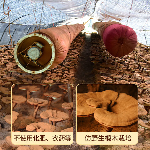 仙草至尊 有机灵芝孢子粉礼盒500克 长白山灵芝含灵芝三萜送长辈端午礼盒