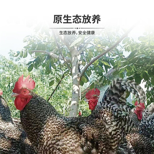 Saimo Fresh Wen Shang Luhua Pollo Raised Raised Chicken Hens ahora Mata los días de confinamiento de sopa de sopa fresca y corriendo la caja de regalo Rooster Tipo 698 Dos gallos (diez meses)