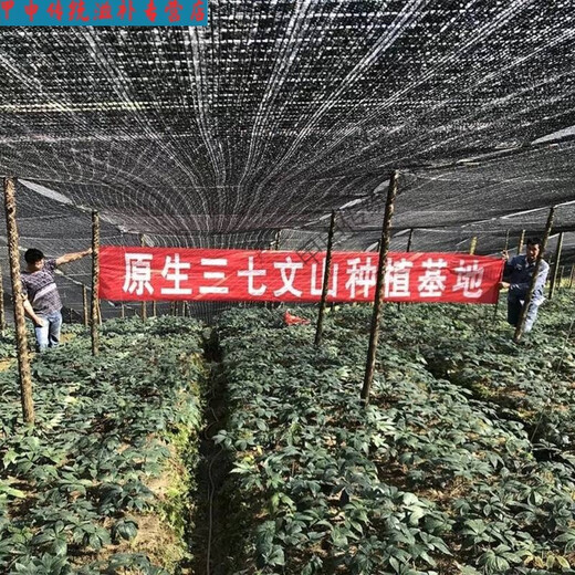 北京同仁堂三七粉超细特级云南三七野生现磨熟粉文山田七粉正宗无添加原生态 纯三七粉【100克】试用装