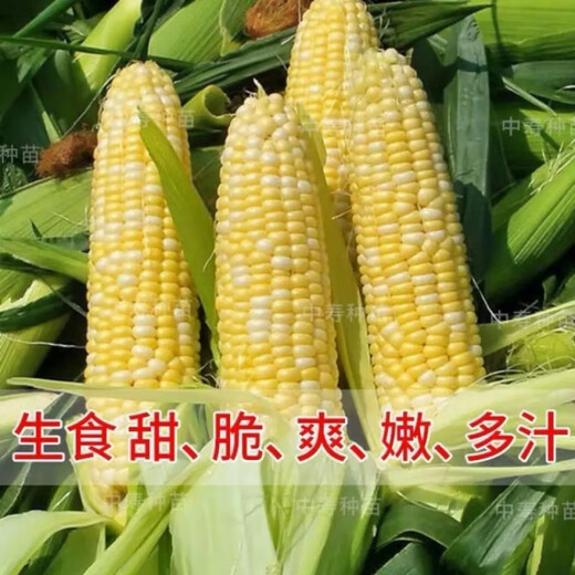 Sweet and crispy fruit corn, sweet and sticky corn, four big sticks, eaten raw in early seasons and grown in the field. Sweet and crispy fruit corn seeds. Sweet and crispy fruit corn seeds, original 5 packs of 200 grains.