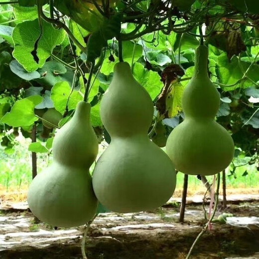 New product Jiuxianbao gourd extra large gourd seeds vegetable balcony garden potted climbing vine seeds Jiuxianbao gourd seeds seeds buy three get two free 5 packs