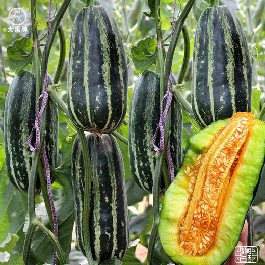 Dayu Boyang No. 9 melon seed seedlings, honeydew melon, eight-mile crisp melon seeds, old varieties, authentic Boyang No. 9 melon seeds, 500 cantaloupe seeds