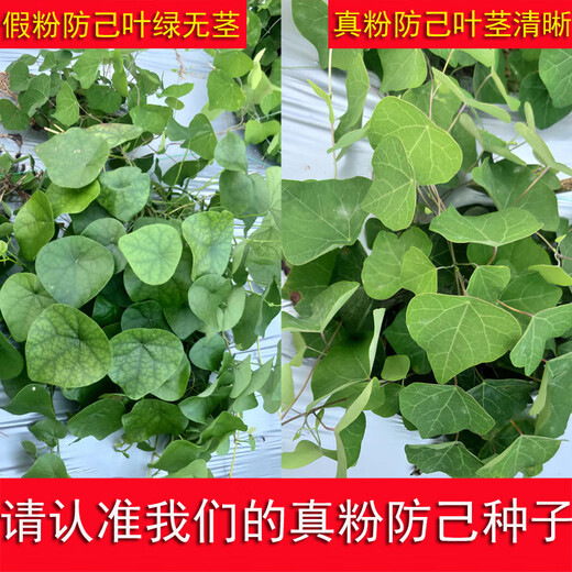 Chinese herbal medicine seedlings, powdered fangji seedlings, Elecampane seeds, golden thread hanging gourds, Jiangxi Stephanotis genus Hanfangji seedlings, powdered fangji dry seeds, 1 Jin Jin is equal to 0.5 kg