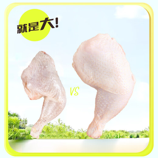 Fresh chicken whole legs without antibiotics, net weight 2.4Jin Jin equal to 0.5kg (600g*2 bags) chicken thighs, roasted chicken legs, fried chicken legs, halal food
