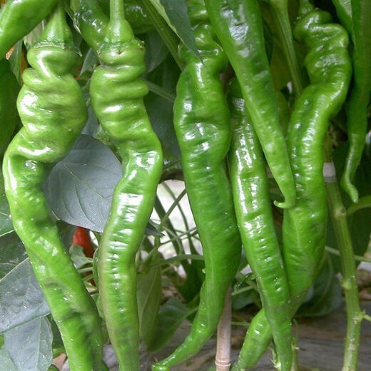 Spicy Spicy Pepper Seeds, Golden Spicy Green Peppers, Pig Intestine Chili Seeds, Potted Vegetable Seeds for Garden Fields and Balconies, Spicy Spicy Peppers, Early Mature Large Fruits, About 500 Capsules, 5 Packs