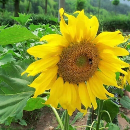 Large edible sunflower seeds, plump melon seeds, large sunflower seeds, sunflower melon seeds, edible melon seeds, large melon seeds, about 50 seeds, one pack