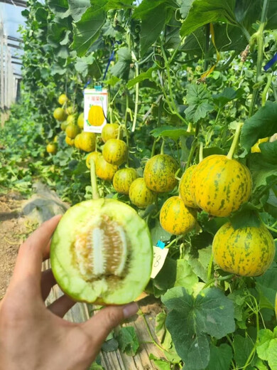 Fengxin Henghuarong No. 8 melon seeds super sweet Bali fragrant melon seeds green flesh high sugar melon seeds super sweet