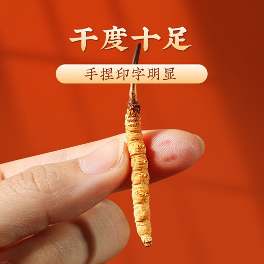 San Dikang Cordyceps sinensis, neue getrocknete Cordyceps nahrhafte Geschenke, Geschenke für Älteste, Ernährungsprodukte, 5 Stöcke/Gramm, 100 Gramm, 500 Sticks