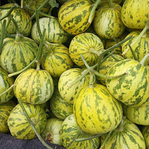 Beishu Bingtangzi Melon Seeds Collection Boyang Melon Seedlings Flower Skin Melon Seeds 100 capsules/bag