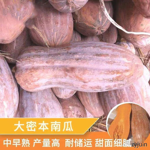 Miben Sweet and Glutinous Pumpkin Seeds, Four Seasons Old Pumpkin, Dense Pumpkin Varieties, Miben Pumpkin Seeds, 2 packs, about 60 capsules