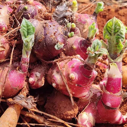 Yunnan Snow Lotus Seedlings Seedlings Seed Planting Fruit Seeds Bulb Seedlings Yellow Heart Fresh Base High Yield Soil 2Jin Jin is equal to 0.5kg (divided into 8 to 15 plants for planting)