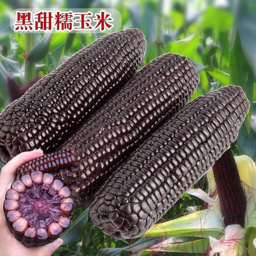 Spring black sweet waxy corn seeds, super sweet seeds, four seasons, high yield, extra large drought-tolerant seed corn, nationally approved black waxy corn seeds, 2 packs, about 100 grains